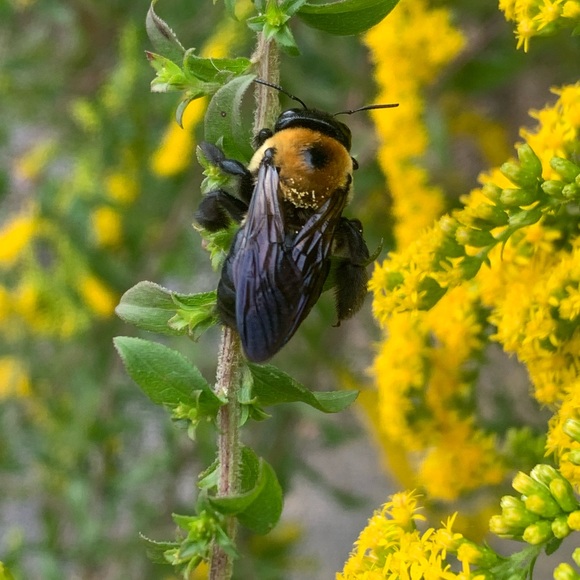 littlefurrowbee
